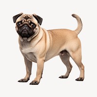 Pug dog, full body collage element . AI generated Image by rawpixel.
