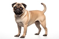 Pug dog, full body collage element . 