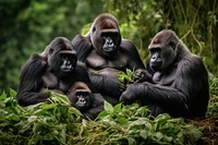 Gorilla troop in jungle . 