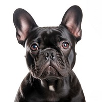 French Bulldog dog . 