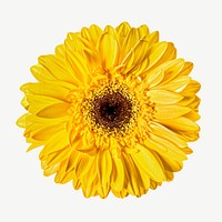 Yellow daisy flower psd