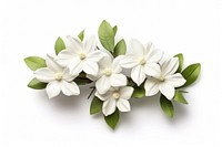 Flower blossom plant white. AI generated Image by rawpixel.