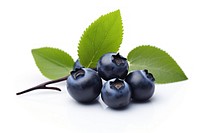 Blueberry fruit plant food. 