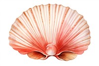 Seashell clam white background invertebrate. 