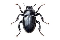 Beetle animal insect black. 