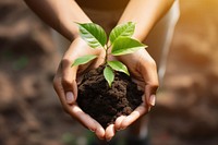 Planting soil gardening sunlight. 