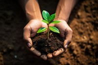 Planting soil gardening outdoors. 