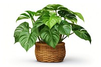 Basket plant leaf white background. AI generated Image by rawpixel.