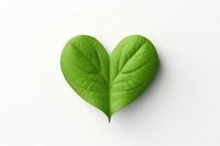 Leaf plant heart white background. 