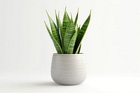 Plant vase leaf white background. 