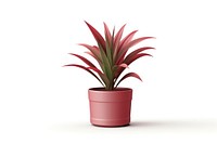 Plant flower white background bromeliaceae. AI generated Image by rawpixel.