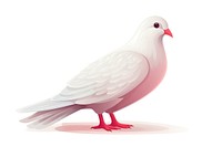 Pigeon animal white bird. 