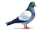 Pigeon animal bird white background. 