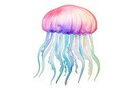 Jellyfish white background invertebrate transparent. 