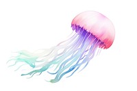 Jellyfish white background invertebrate transparent. 