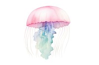 Jellyfish white background invertebrate transparent. 