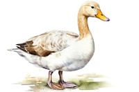 Duck animal goose bird. 