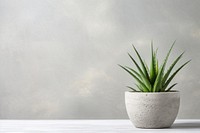 Aloe flowerpot plant wall. 