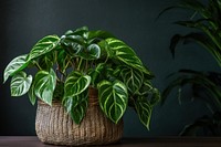 Plant houseplant basket flower. 