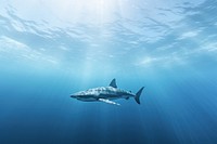 Shark outdoors swimming animal. AI generated Image by rawpixel.