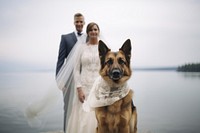 Wedding dog photography portrait. 