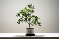 Cannabis plant leaf tree. 