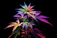 Plant cannabis purple leaf