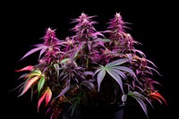 Plant cannabis purple flower. 