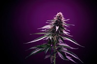 Purple plant cannabis darkness. 