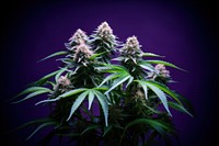 Plant cannabis purple flower. AI generated Image by rawpixel.