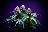 Plant cannabis purple flower. 