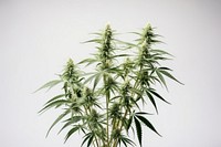Plant cannabis leaf bud. AI generated Image by rawpixel.