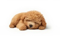 Poodle dog animal mammal. AI generated Image by rawpixel.