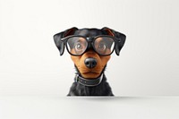 Glasses dog portrait animal. 