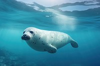 Seal swimming outdoors animal. 