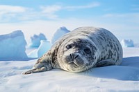 Seal wildlife animal mammal. AI generated Image by rawpixel.