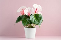 Flower plant flowerpot anthurium. 