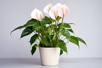 Flower plant flowerpot anthurium. 