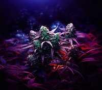 Cannabis narcotic purple plant. 