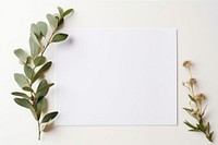 Plant white leaf white background. AI generated Image by rawpixel.