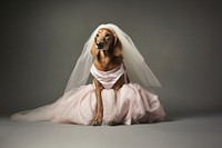 Wedding dress dog portrait. 