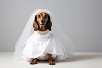 Wedding dress dog portrait. 