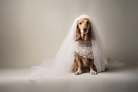 Wedding dress dog animal. 