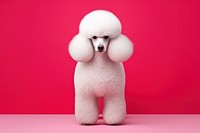 Poodle mammal animal pet. 