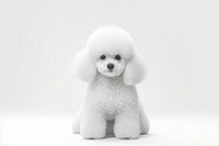 Poodle mammal animal puppy. AI generated Image by rawpixel.