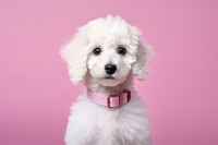 Poodle puppy dog animal. 