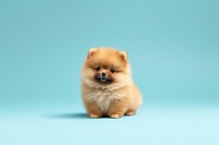 Pomeranian mammal animal puppy. 