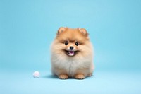 Pomeranian mammal animal puppy. AI generated Image by rawpixel.