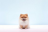 Pomeranian mammal animal puppy. 