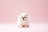 Pomeranian mammal animal puppy. 